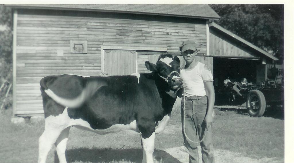 #39=Lowell with cow (circa 1960)