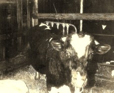 #82=Bull in SW corner pen, 1963, pic by Uncle Gaylord