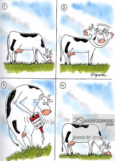 Cow puts salad dressing on grass.