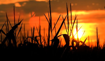 MSU corn field detail at sunset in July 2006.
