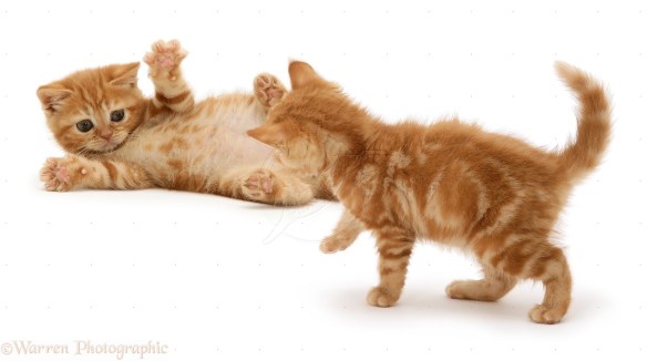 British shorthair red tabby kittens playing