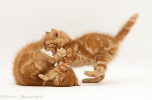British Shorthair Red tabby kittens playing
