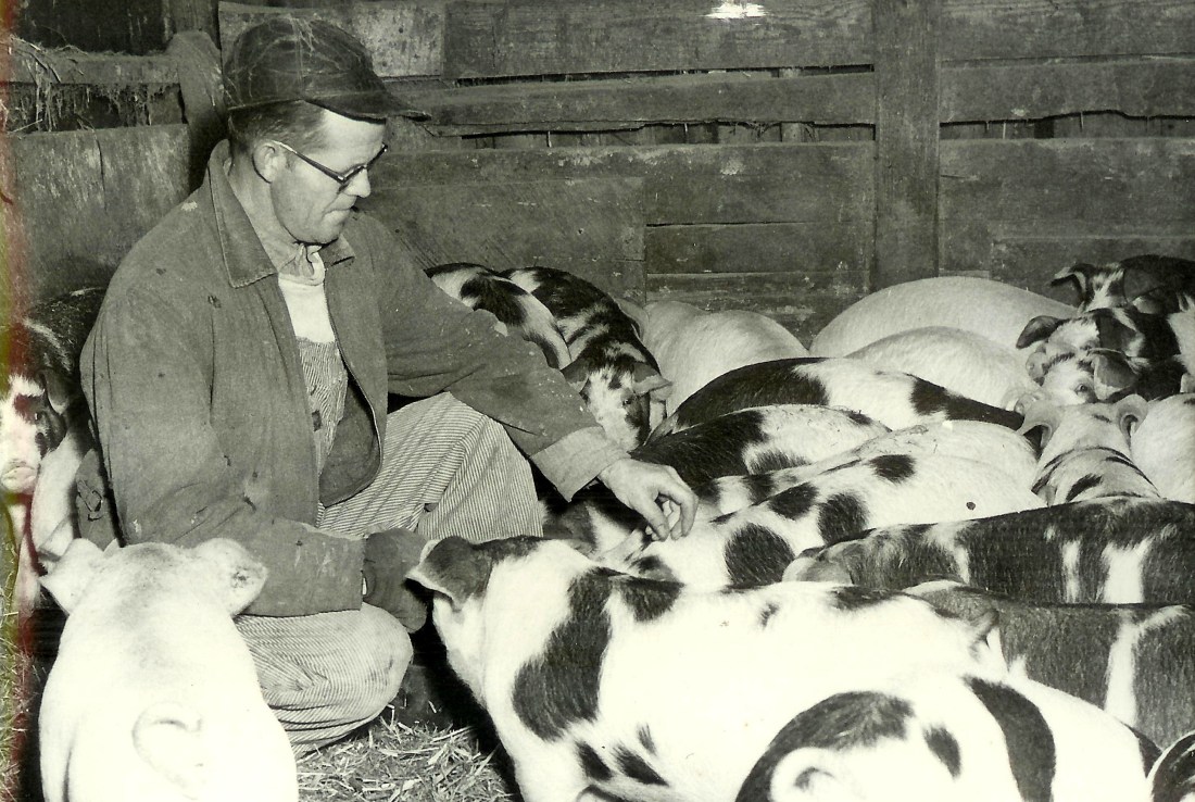 #28.1=Dad on TV commercial for Purina Hog Feed, early 1960's