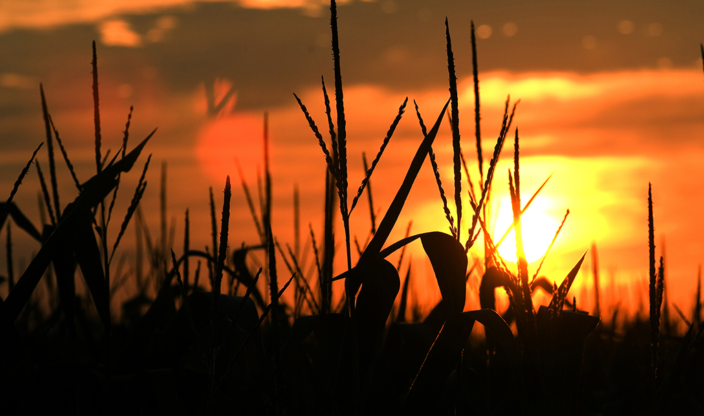 MSU corn field detail at sunset in July 2006.