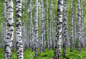 nice summer birch forest