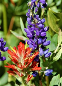 Scarlet Indian Paintbrush and Lupine