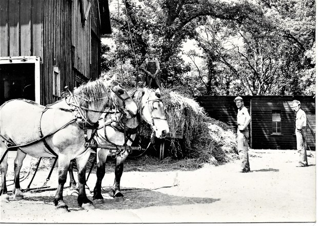 #969...1948 Haying Lake Mills Iowa Ed on haystack Erv and Doren