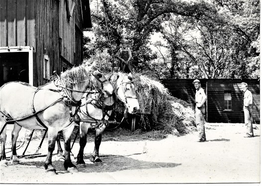 #969...1948 Haying Lake Mills Iowa Ed on haystack Erv and Doren
