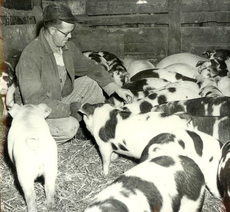 #28.1=Dad on TV commercial for Purina Hog Feed, early 1960's