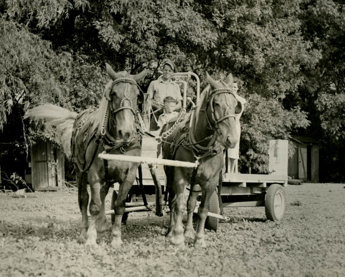 #884 Dad's team pulling wagon from Bricelyn parade.